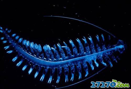 海洋动物们的神秘荧光