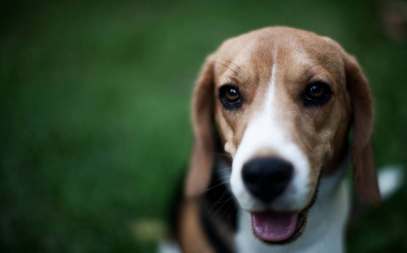 可爱迷人的比格犬宠物图片