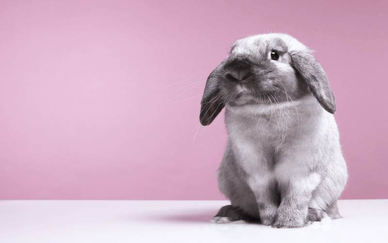惹人喜爱的小兔子高清桌面壁纸