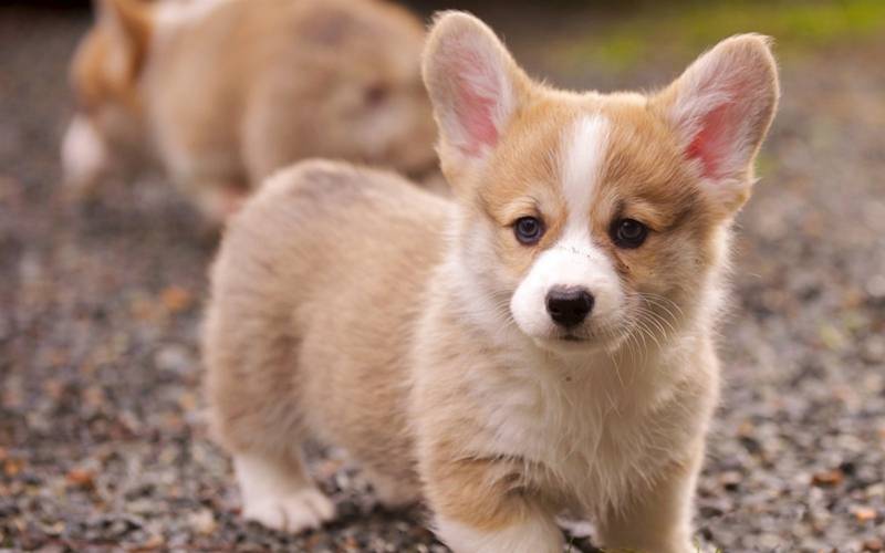 超级萌宠们高清唯美图片