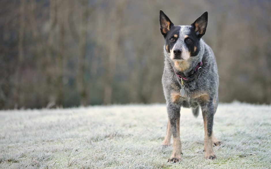 超萌狗狗牧牛犬秋季户外写真图片壁纸