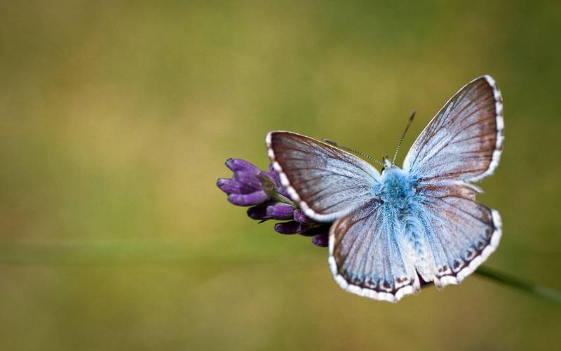 美丽迷人的蝴蝶图片