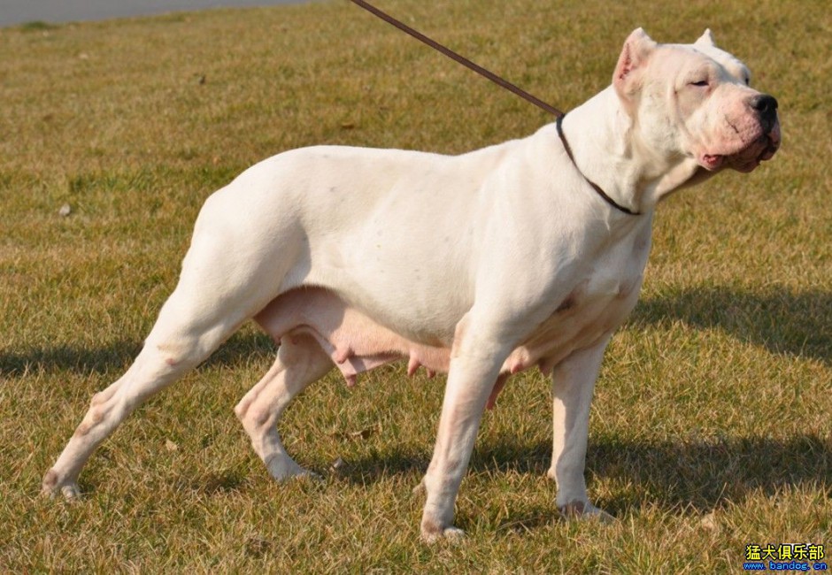 白色杜高犬狗狗怀孕图片