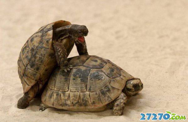 古老的传奇 乌龟的生活