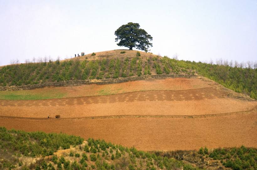 俯拍黄土地梯田优美自然风景图片