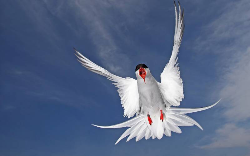 海面翱翔的美丽海鸥摄影图片