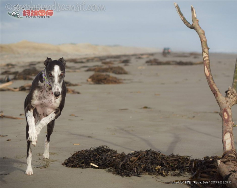 黑白灵缇犬海边自由奔跑图片