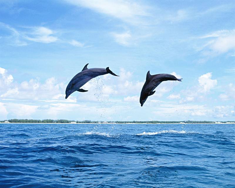 人类好友海豚动物特写