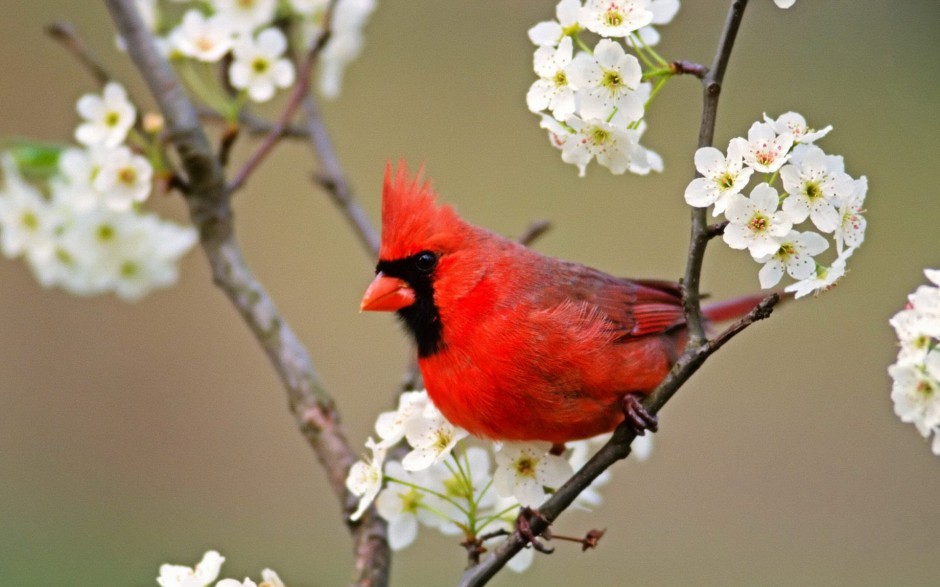 唯美春天意境高清鸟类摄影图片