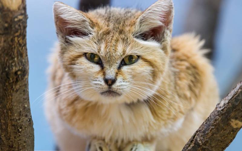 可爱小巧的沙丘猫高清图集