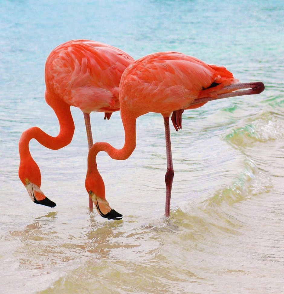海边粉红色的火烈鸟图片