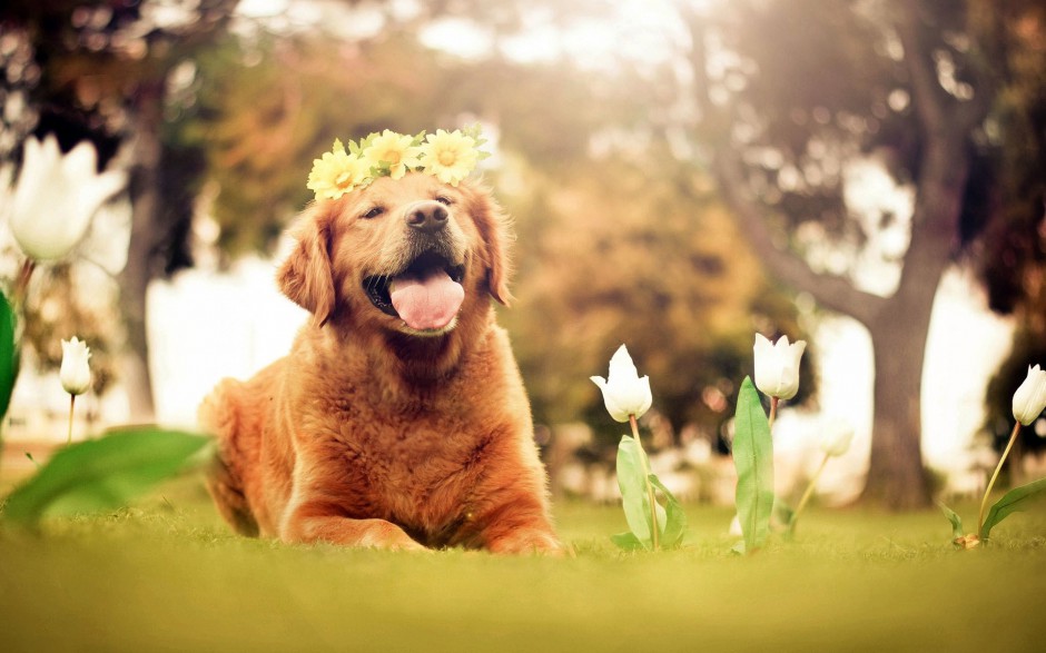 搞笑可爱的狗狗微笑图片