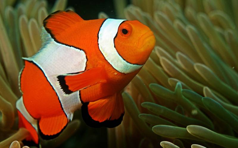 海底世界里的可爱鱼儿唯美图片