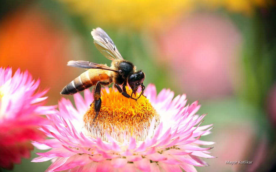 春天蜜蜂与花风景桌面壁纸
