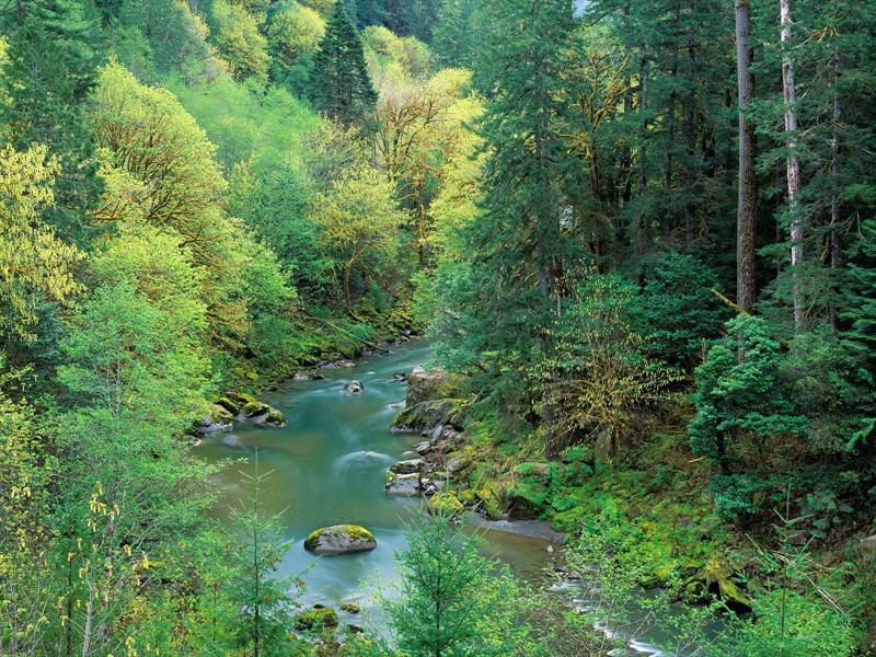 清澈自然的溪流瀑布唯美绿景