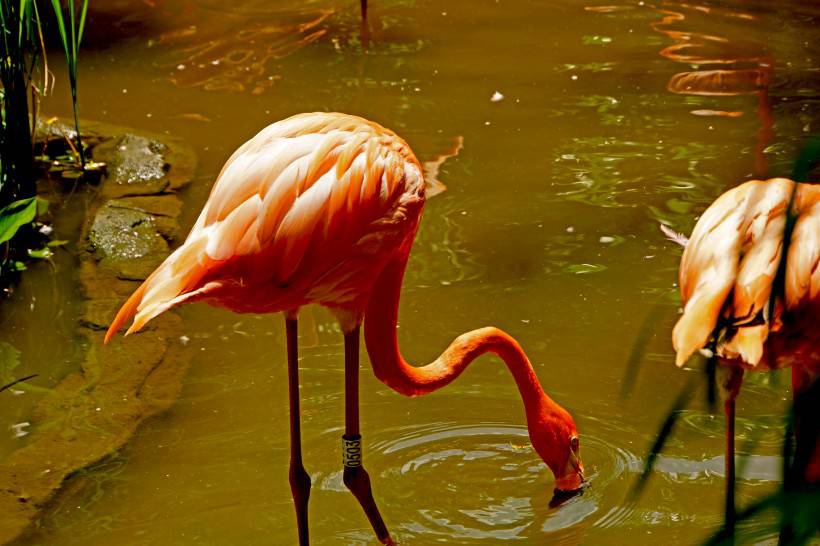 河里觅食的粉红色火烈鸟图片