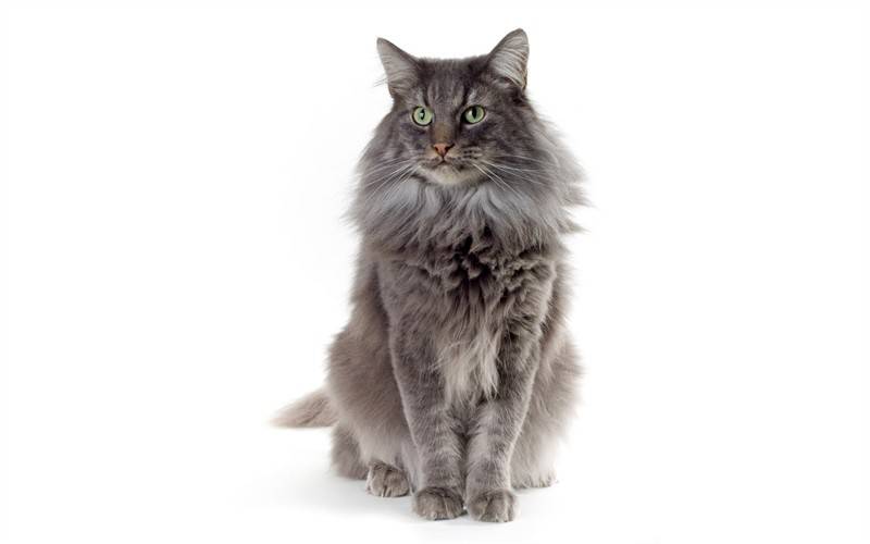 呆萌可爱胖嘟嘟的小猫咪图片