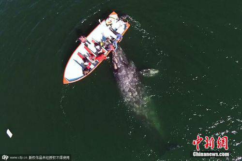 游客乘船偶遇灰鲸群 庞然大物主动示好