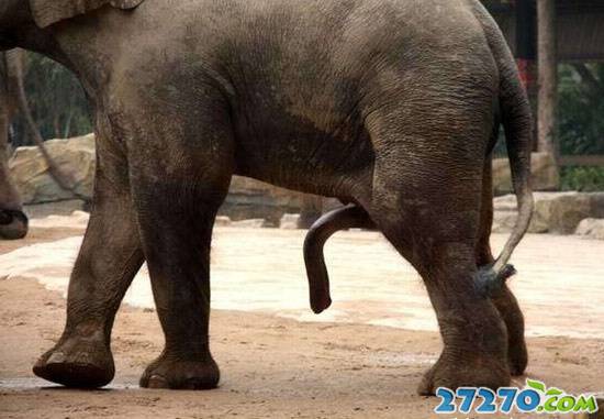 动物世界 大象的活跃