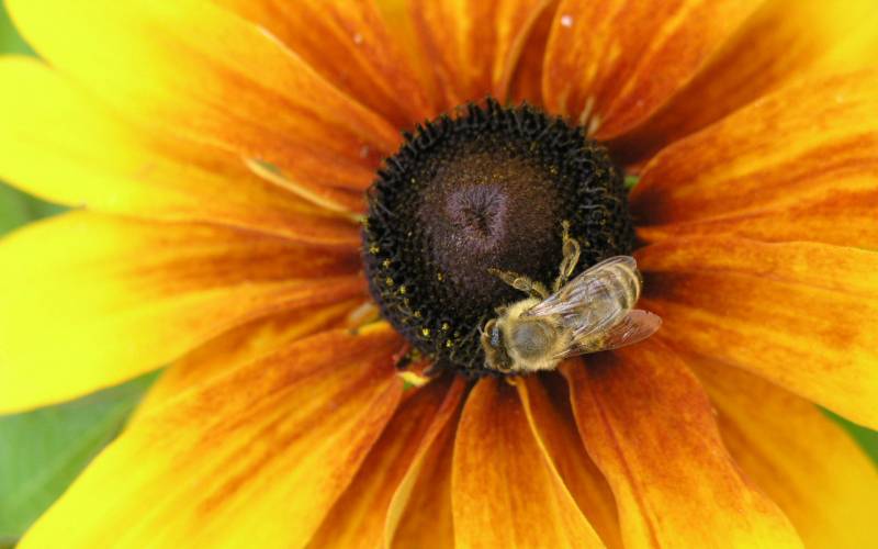蜜蜂与花桌面高清壁纸