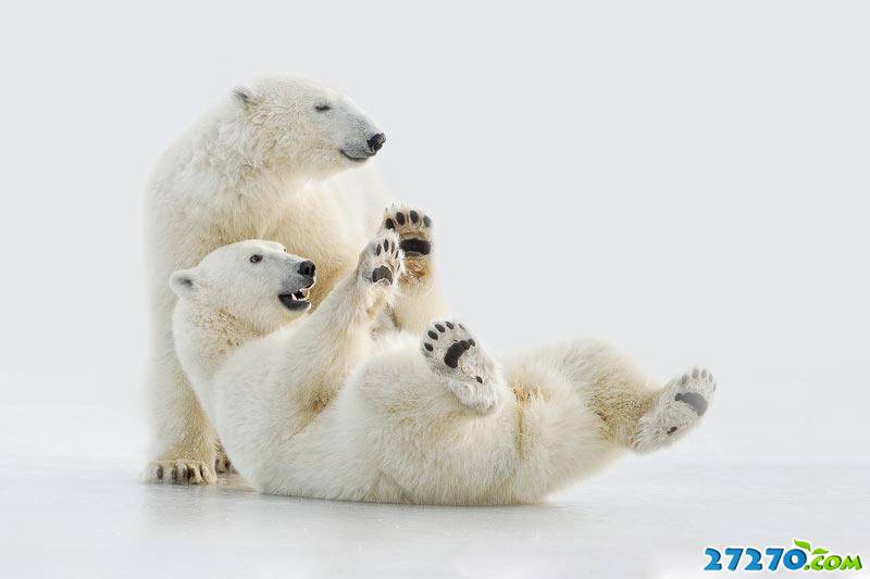北极熊高清唯美图片