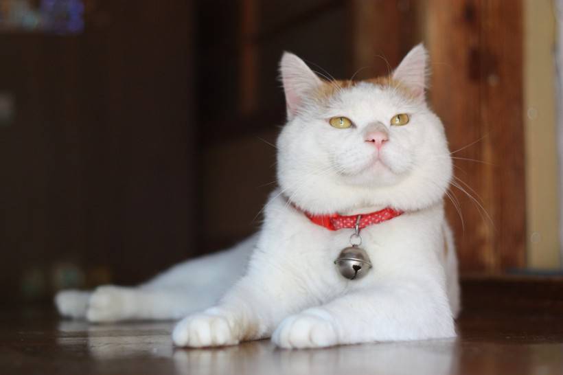 超酷的猫宝贝高清图片