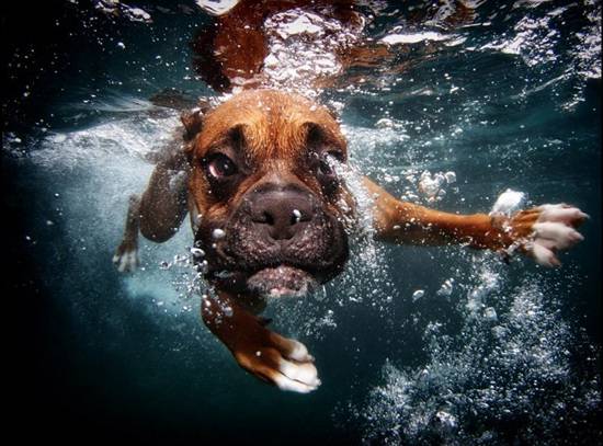 宠物狗狗潜水嬉戏 各种搞怪表情