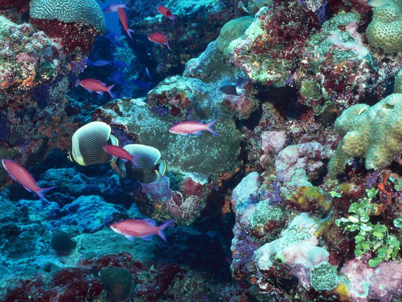 美丽石斑鱼海底世界海洋生物图片