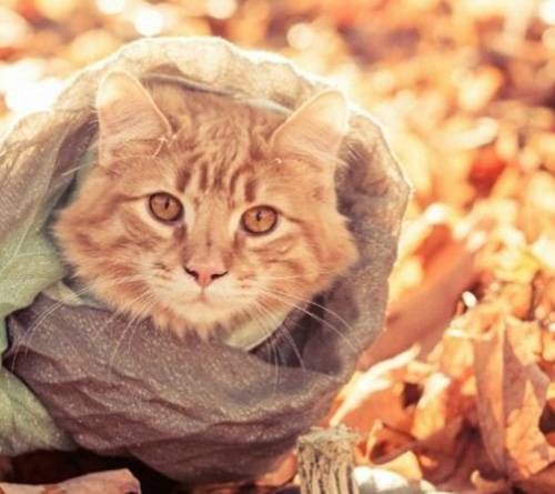 可爱猫咪冬日围巾温馨图片秀