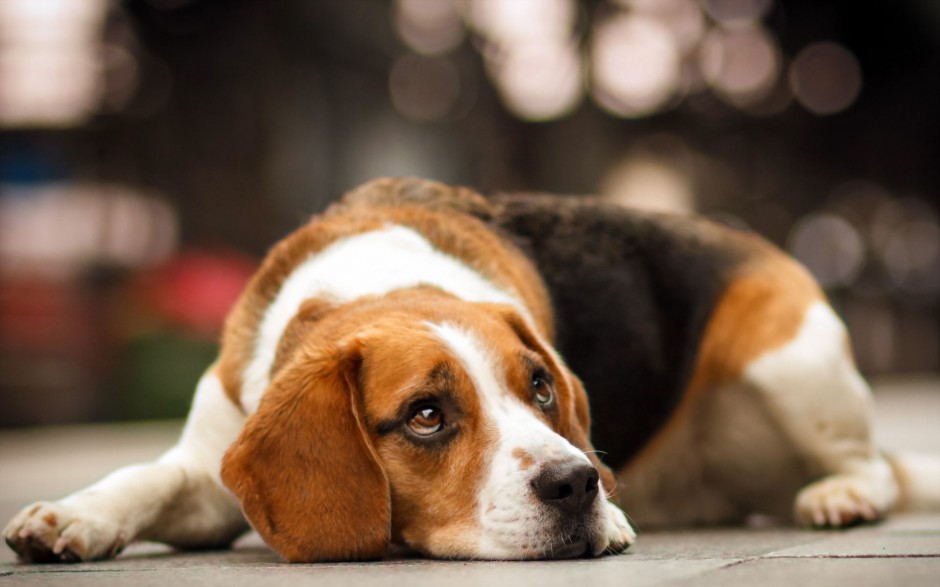 纯种比格犬图片呆萌狗狗特写