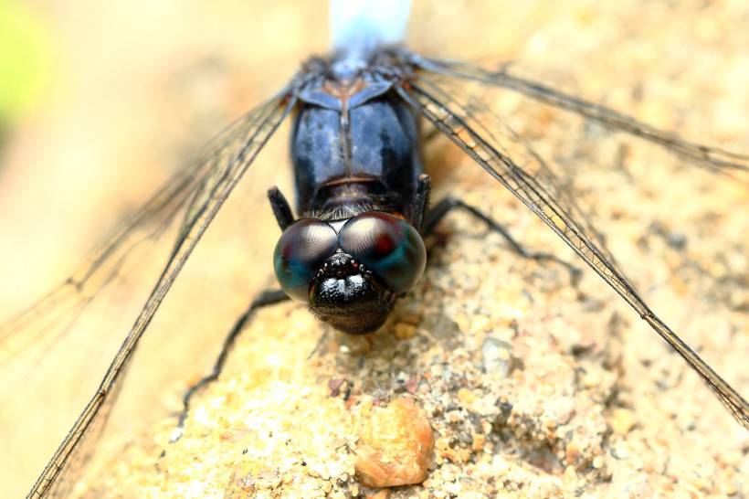 可爱的蜻蜓微距图片