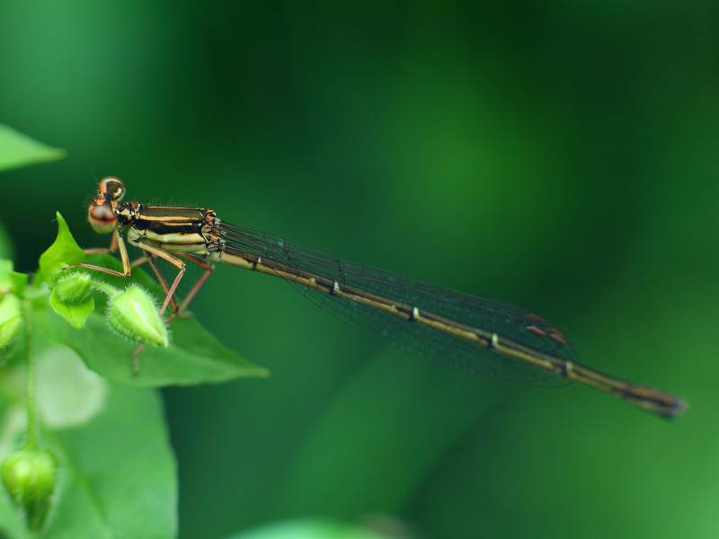 水蜻蜓豆娘护眼图片