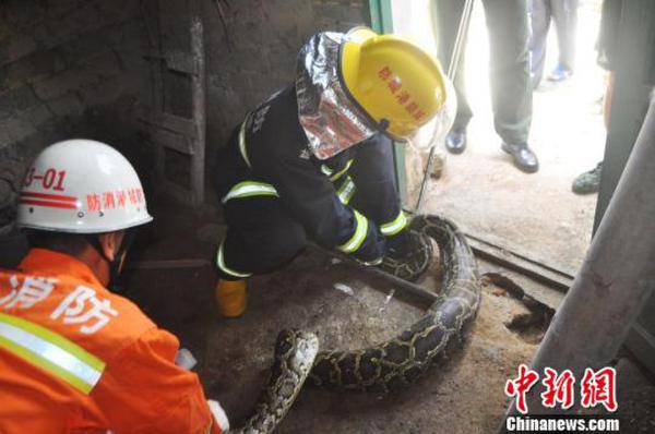 32斤大蟒蛇闯入乡民家偷鸭 吃太饱爬不动被捕(图)
