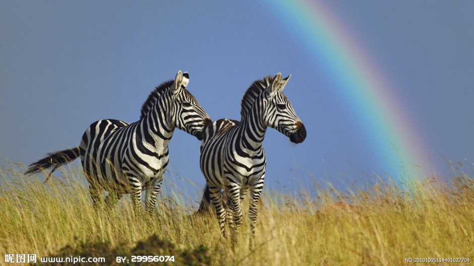 自由奔跑的非洲斑马图片