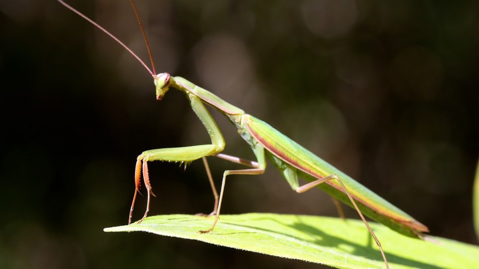 大型昆虫绿巨螳螂图片