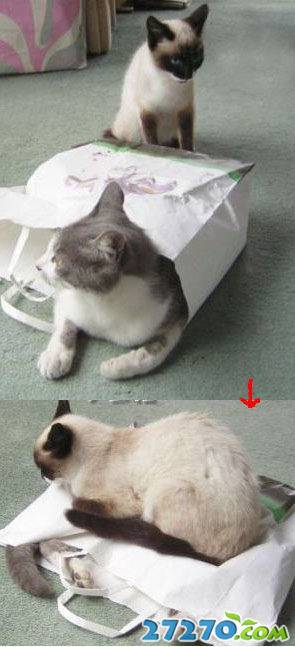 趣图：猫猫一家