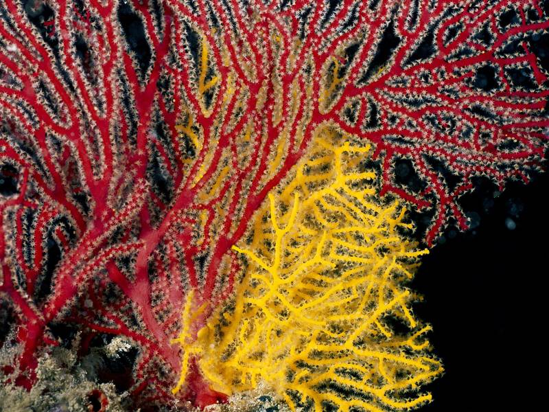 深海海鱼图片色彩缤纷