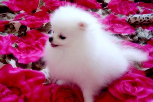 可爱小博美犬汪星人卖萌图片