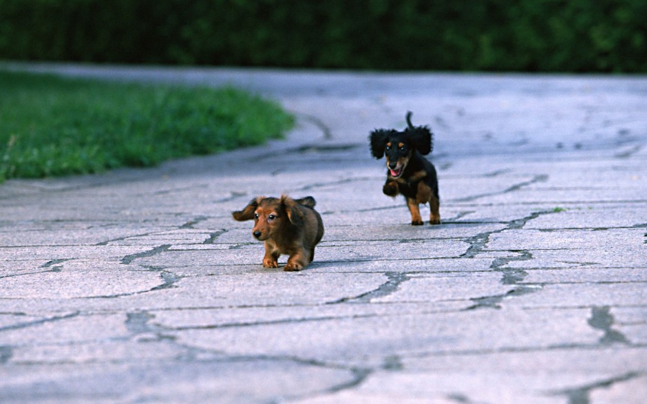 小型腊肠犬图片俏皮写真集锦