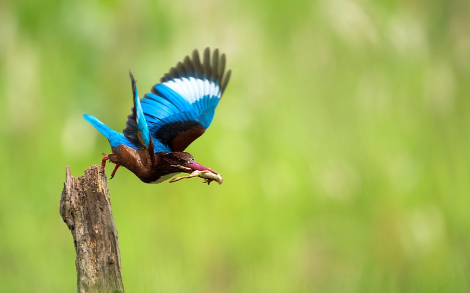 我国珍稀鸟类荆棘鸟的图片