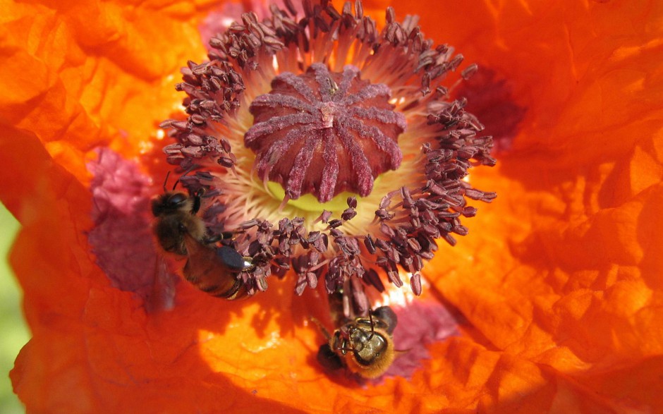 春天花园勤劳的小蜜蜂图片精选
