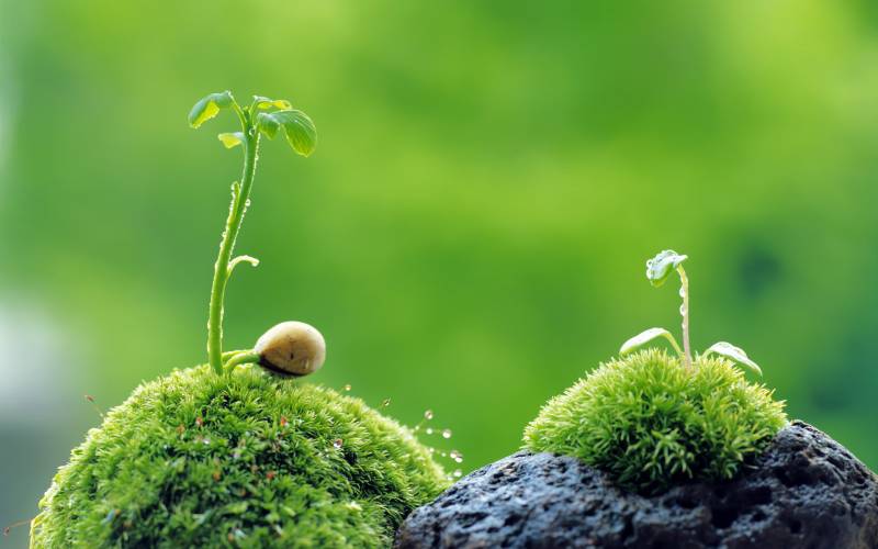 绿色植物护眼高清桌面墙纸大全