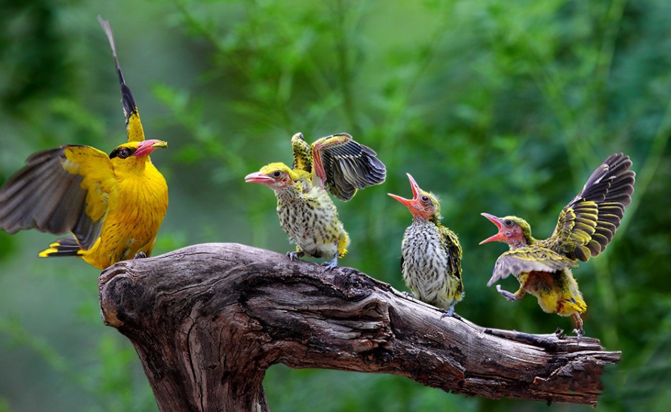 可爱的小黄鹂鸟图片