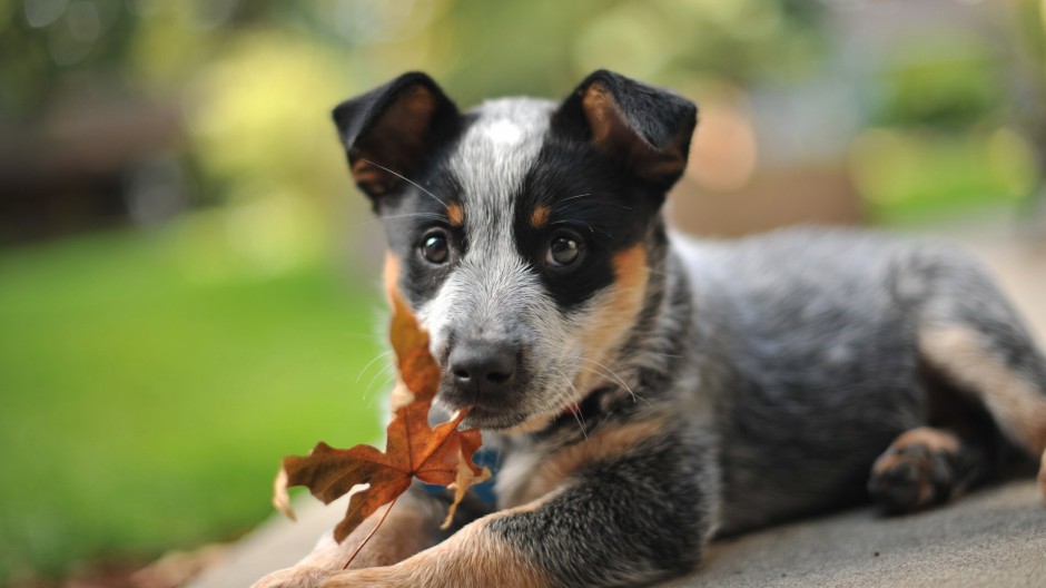 超萌狗狗牧牛犬秋季户外写真图片壁纸