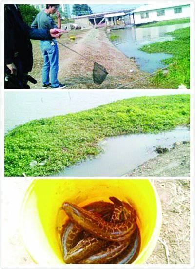 男子在秦淮河放生千条黑鱼引来数十市民抢捞