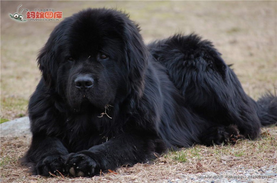巨型黑色纽芬兰犬草地休息图片分享