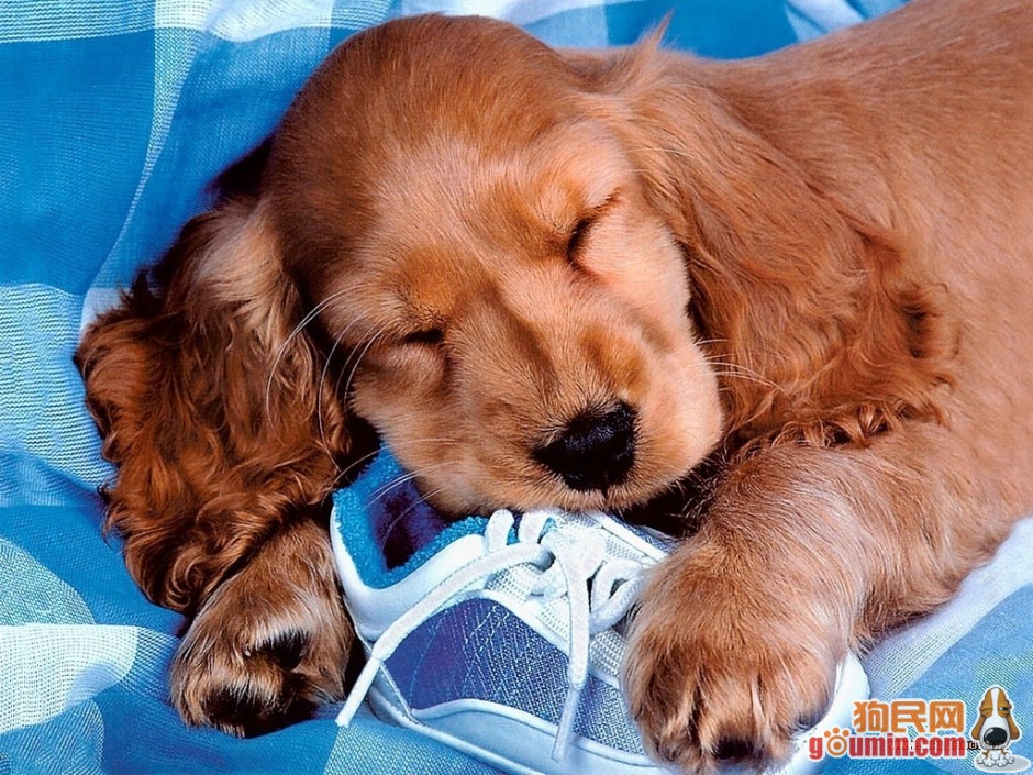 可卡犬甜美睡姿的图片