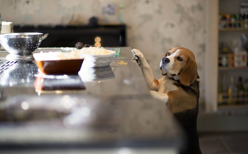 可爱小宠物比格犬高清图片