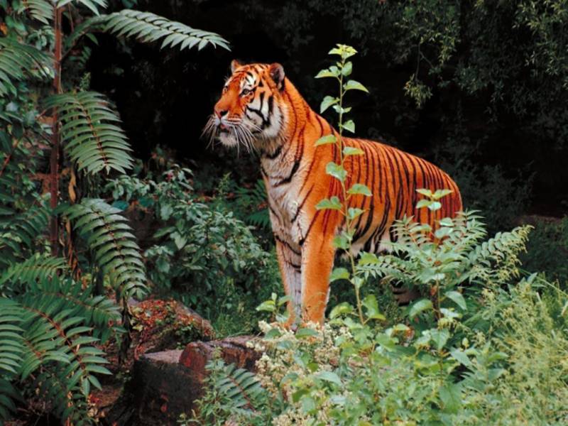 凶猛的森林之王老虎高清图片