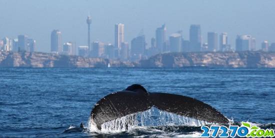 座头鲸群大规模迁徙 途径城市引游客围观